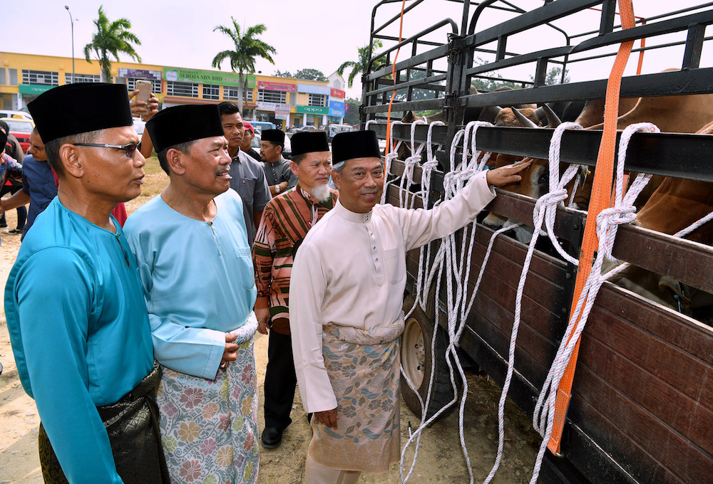 Pagoh MP Tan Sri Muhyiddin Yassin examines cows that will be donated for Aidiladha sacrificial slaughter in his constituency in Muar August 9, 2019. u00e2u20acu201d Bernama pic