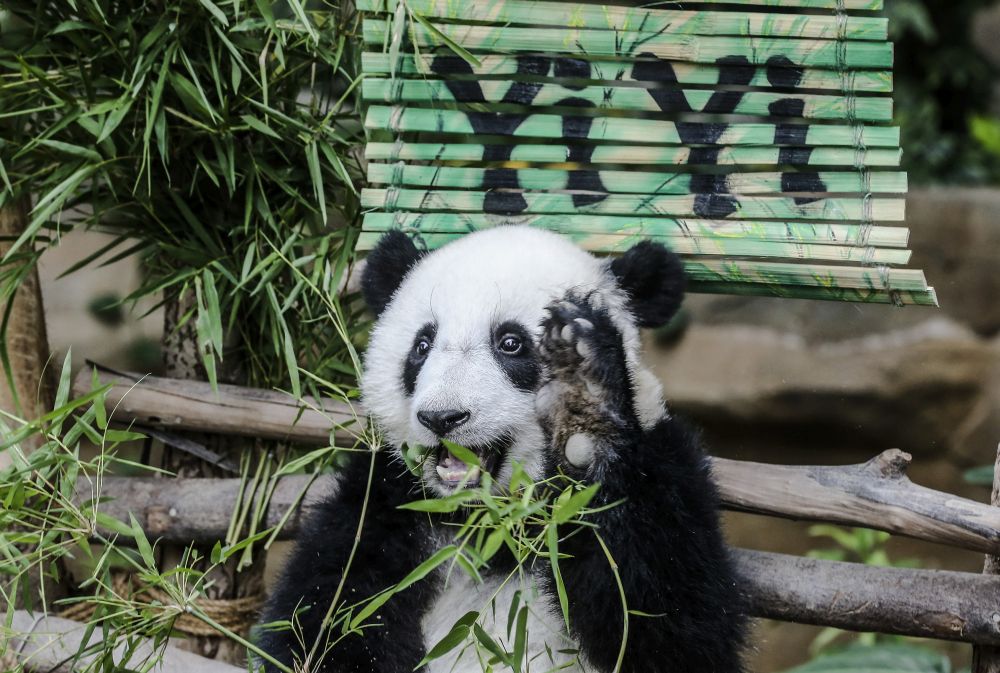 Panda cub Yi Yi is pictured at the National Zoo in Kuala Lumpur August 1, 2019. u00e2u20acu201d Picture by Firdaus Latif