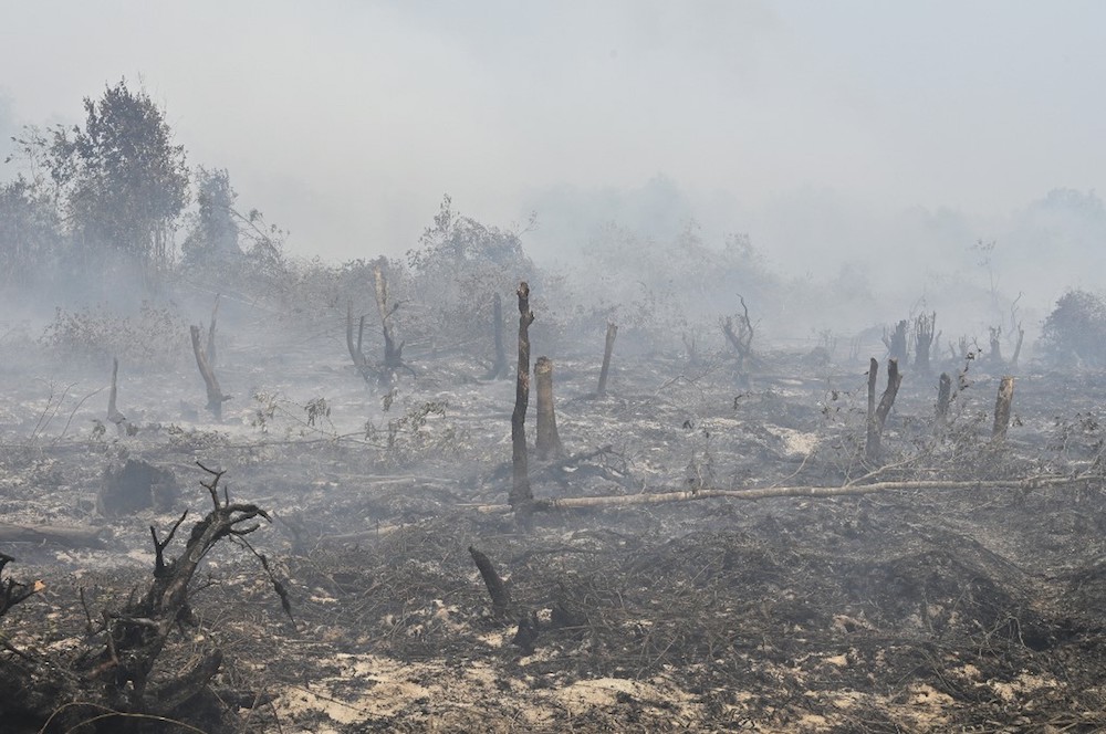 Smouldering peatland is pictured in Kampar, Riau province, September 17, 2019. u00e2u20acu201d AFP pic