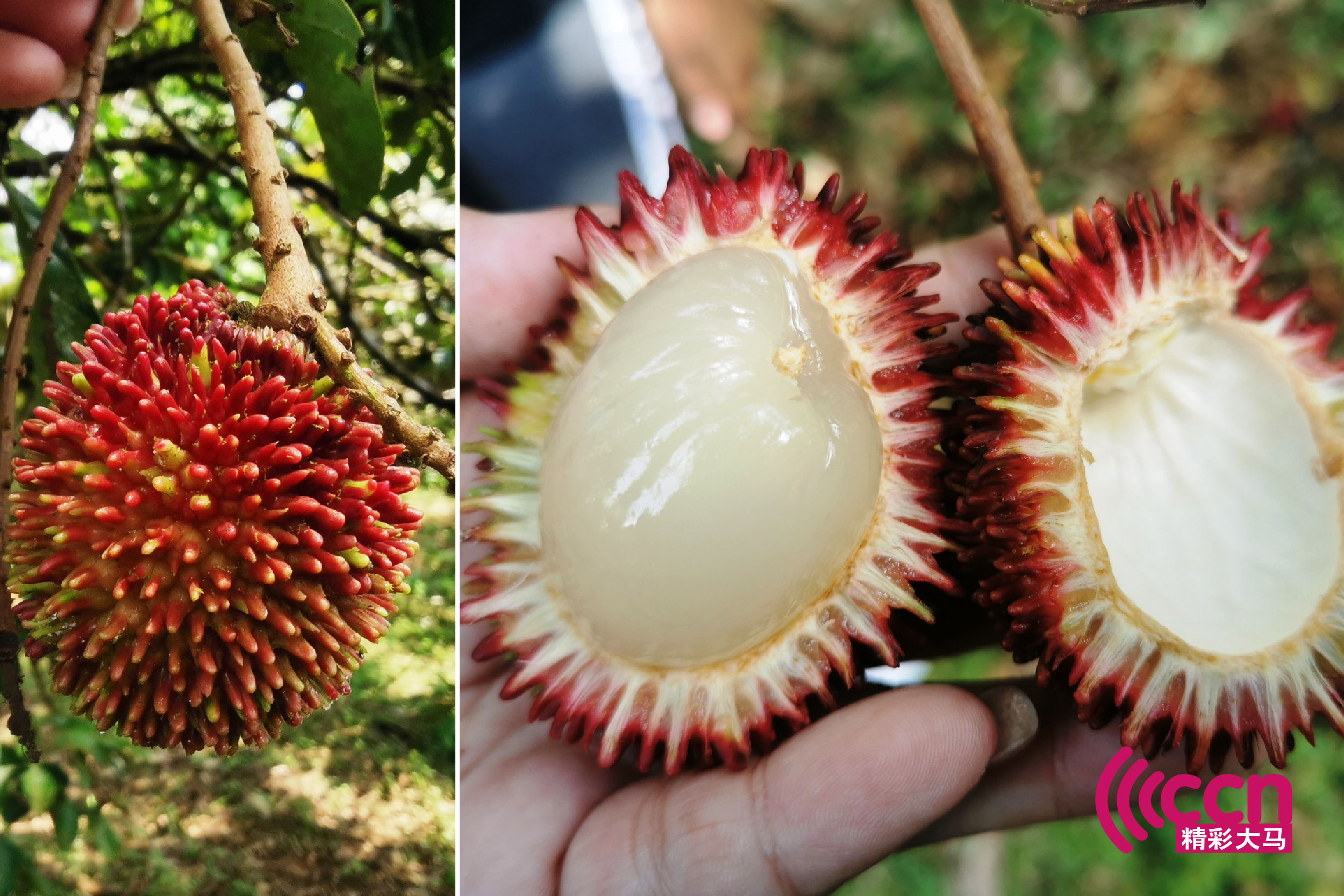 葡萄桑（Pulasan）又名山荔枝，是红毛丹的亲戚，由于长相跟味道很像，只能用外观有没有“毛”来分辨。-杨琇媖摄-