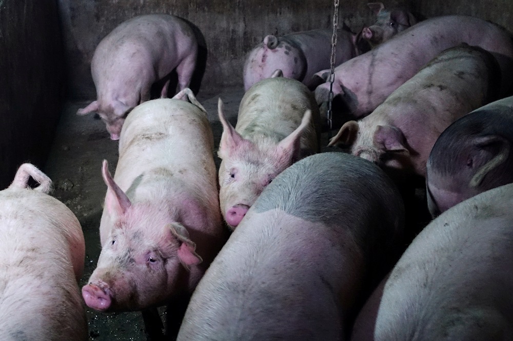 Pigs are seen on the farm of pig farmer Zhang Haitao at a village in Changtu county, Liaoning province January 16, 2019. u00e2u20acu201d Reuters pic