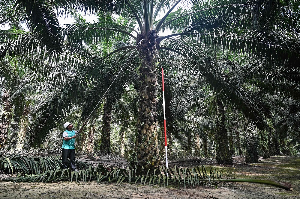 A worker trims leaves on a newly created dwarf palm oil tree at the Malaysian Palm Oil Board (MPOB) research station in Bukit Lawiang, Johor February 13, 2019. u00e2u20acu201d AFP pic