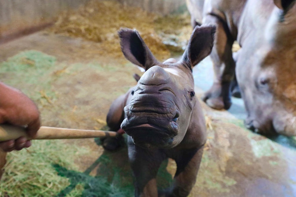 The female calf, which is yet to be named, was born in Singapore December 19, 2019. u00e2u20acu201d Picture courtesy of Wildlife Reserves Singapore via TODAY