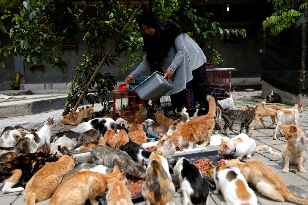 迪达两夫妇每天需要花约300令吉照顾猫咪。-路通社-