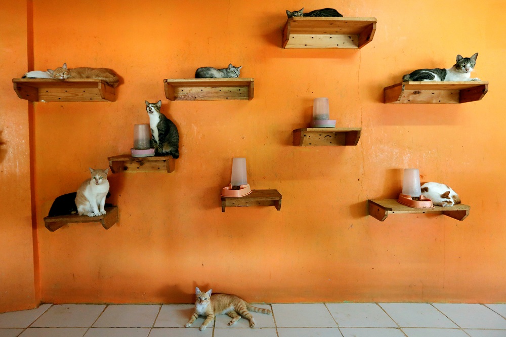 Cats are pictured on shelves inside a room for cats, which are ready to be adopted, at a cat shelter called u00e2u20acu02dcRumah Kucing Parungu00e2u20acu2122 in Bogor, West Java province, Indonesia December 23, 2019. u00e2u20acu201d Reuters pic