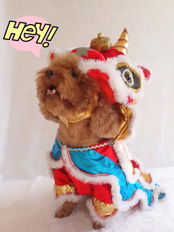 舞狮装真的超萌的!-图片摘自Furry Closet Facebook Page-