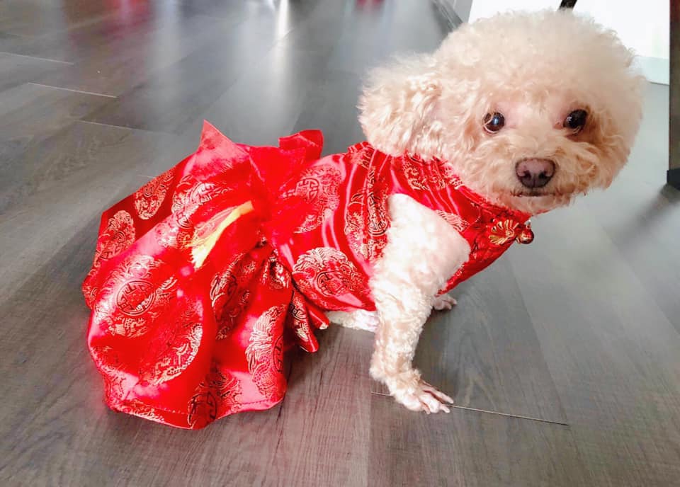 旗袍风格的也超可爱!-图片摘自Furry Closet Facebook Page-
