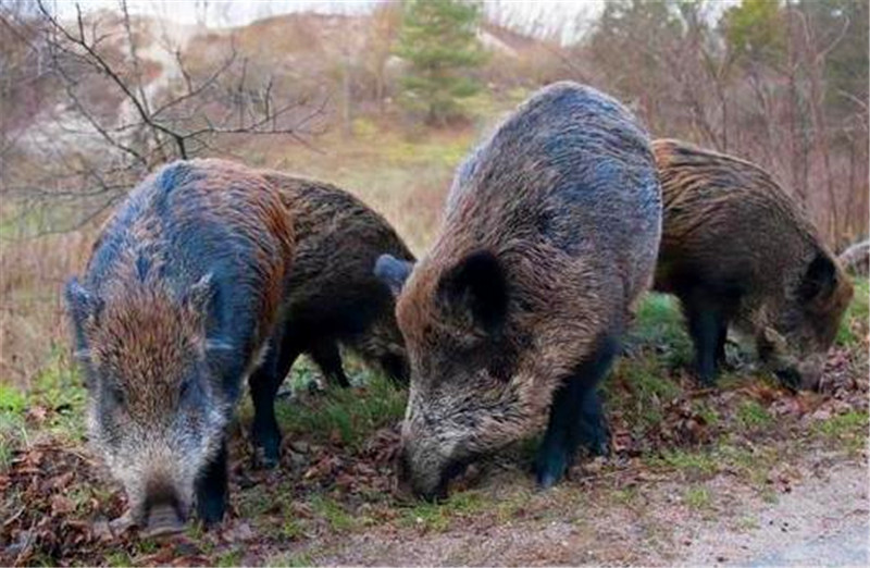 野猪是目前福岛最常见的动物之一。