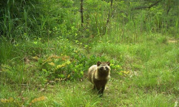野生的浣熊被研究团队的摄影机拍下。