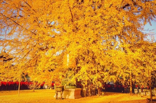 千年古银杏一到秋天，就会通体金黄！