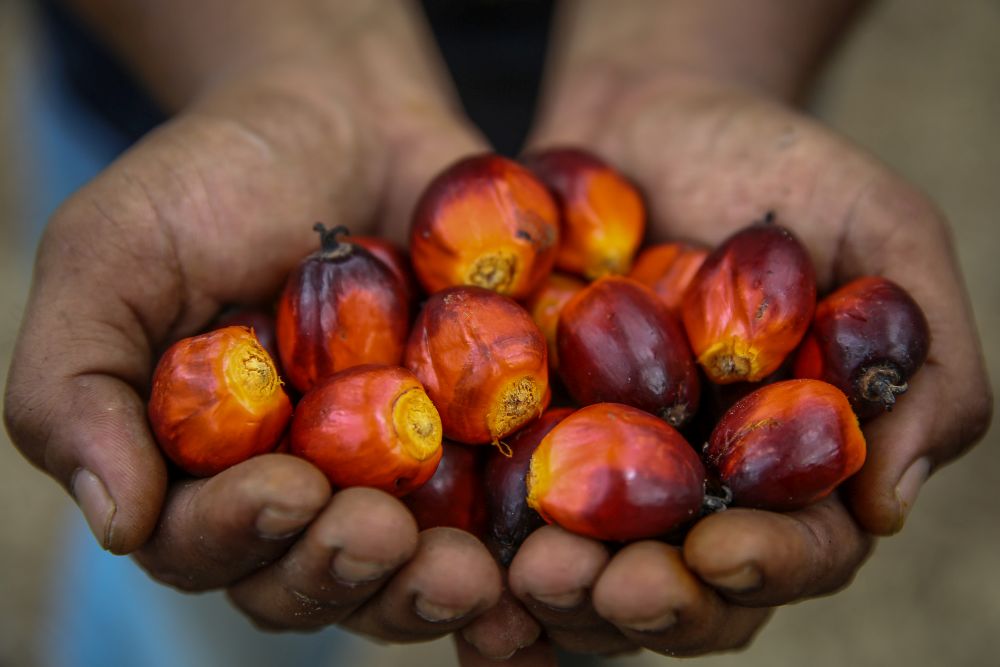 A worker shows oil palm fruits at a plantation in Kuala Selangor January 2, 2020. u00e2u20acu201d Picture by Yusof Mat Isa