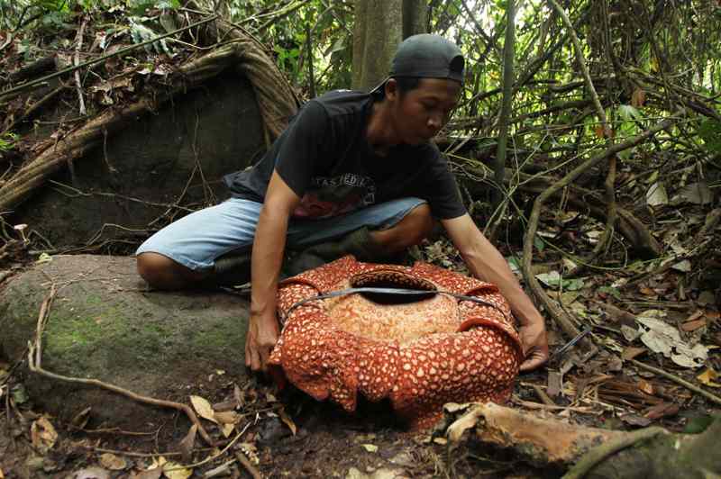 An Indonesian man measures a seven-petal giant flower u00e2u20acu02dcRafflesia arnoldiiu00e2u20acu2122 in Padang Guci, Bengkulu on Indonesia's Sumatra island in 2018. u00e2u20acu2022 AFP pic