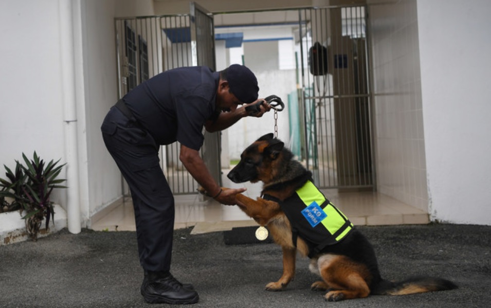 老五是山慕甘在警犬组服务29年以来的第4只警犬。-马新社-