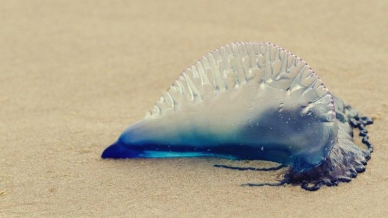 The Portuguese Man of War has a poisonous sting, which can be fatal, with thousands of u00e2u20acu02dcnematocystsu00e2u20acu2122 on its tentacles which will cause a severe amount of pain to its victims. u00e2u20acu2022 Picture via SoyaCincau