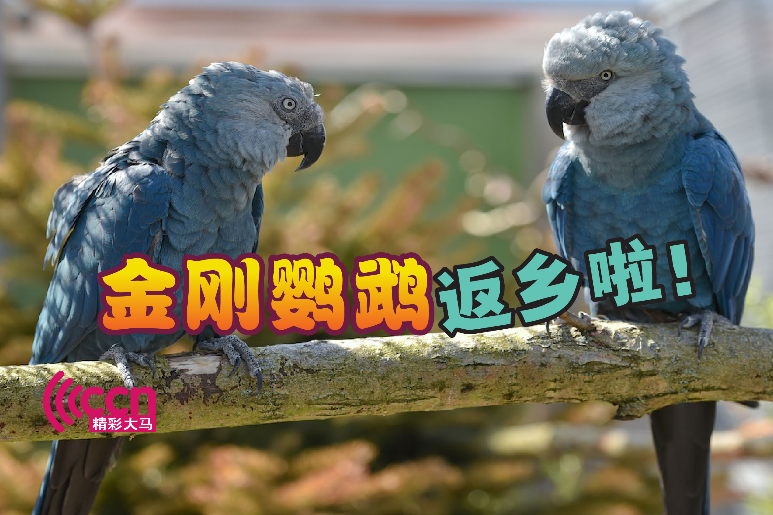 Cincai News
