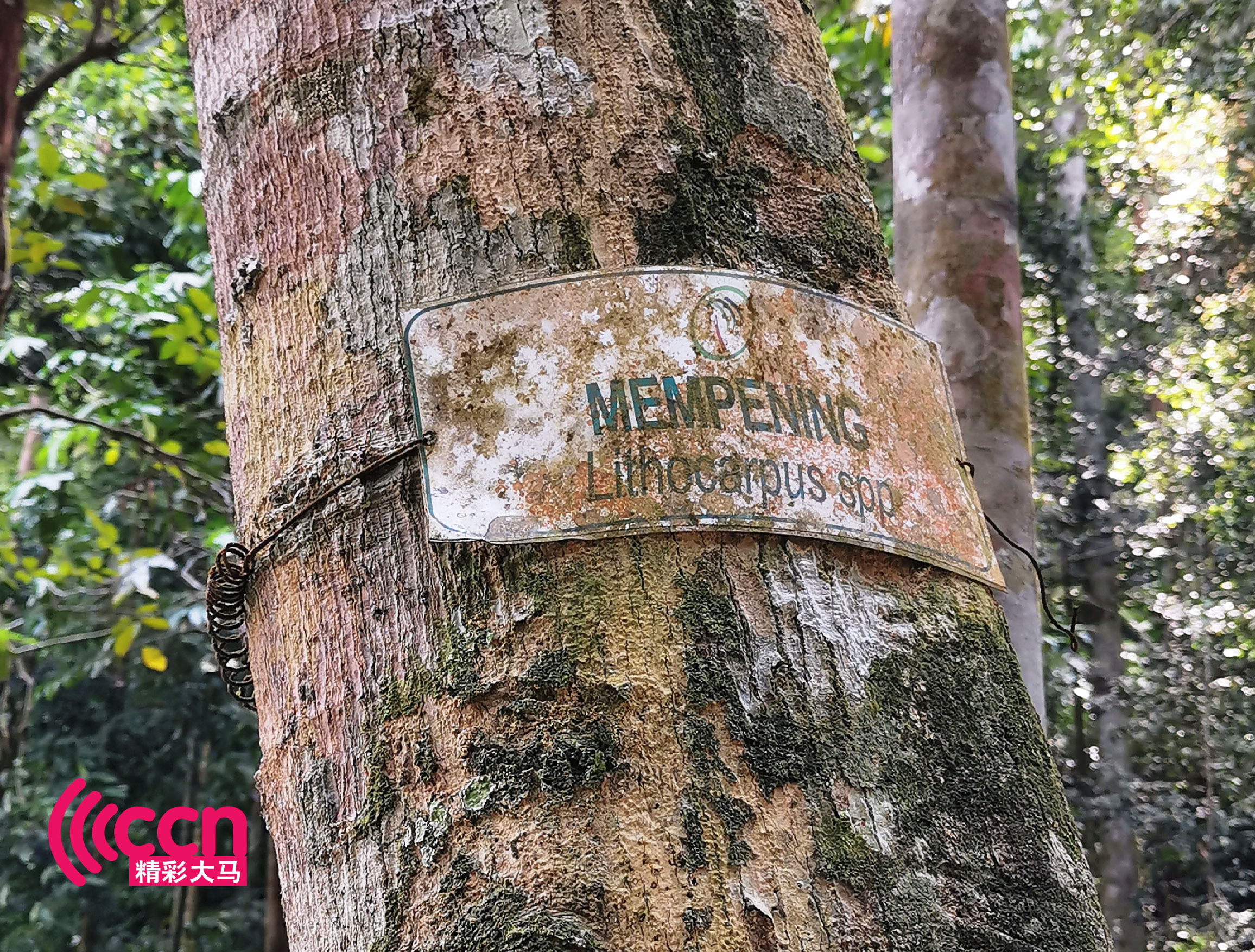 园中的树木都标注着学名，适合户外教学。-杨琇媖摄-