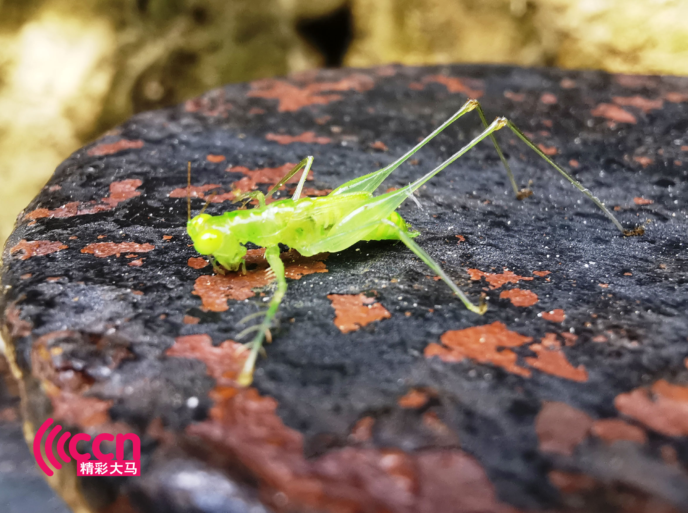 遮兰雷拍到的小蚱蜢。-杨琇媖摄-