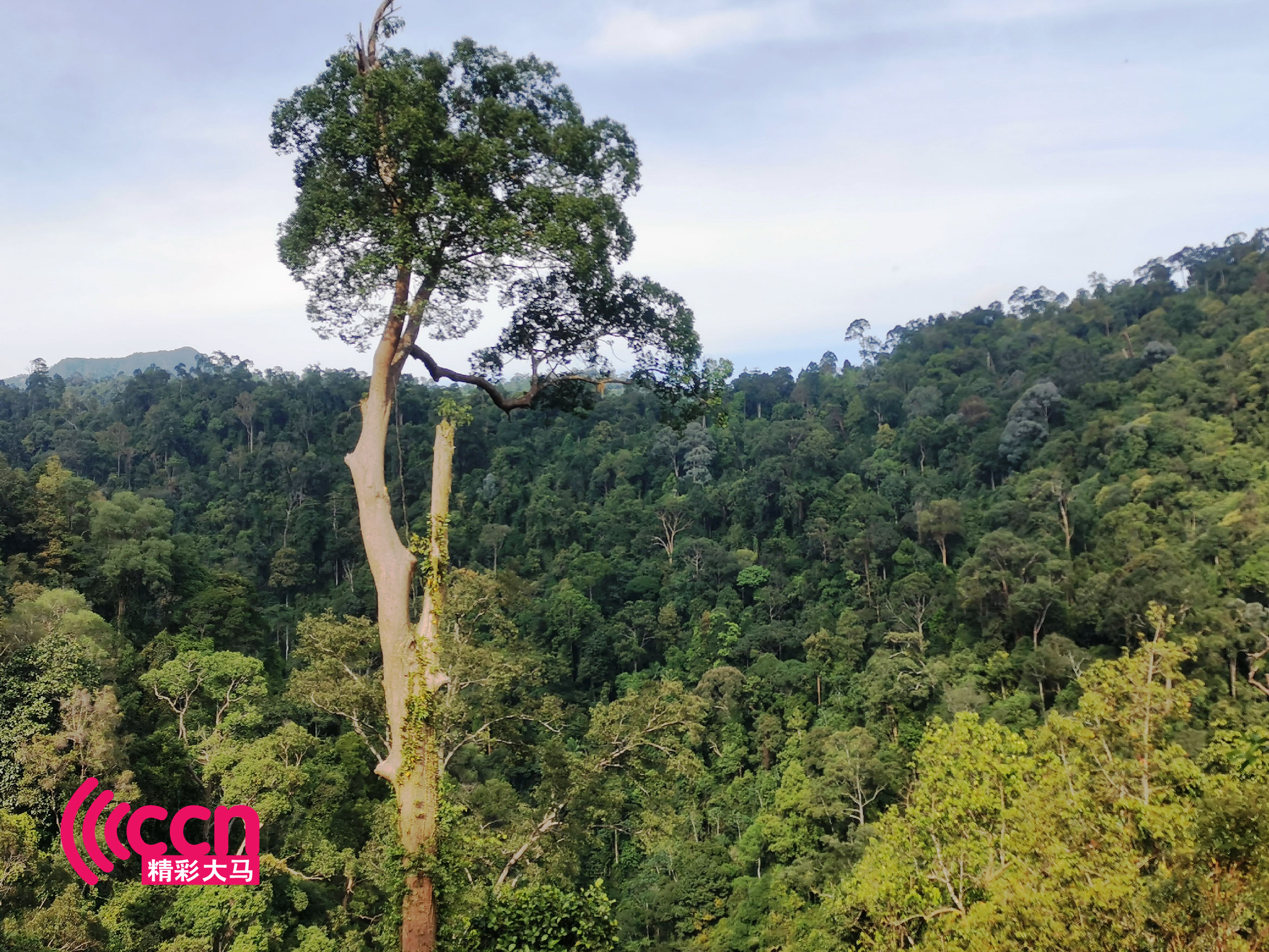 一望无际的大鬼山封顶景观。-杨琇媖摄-