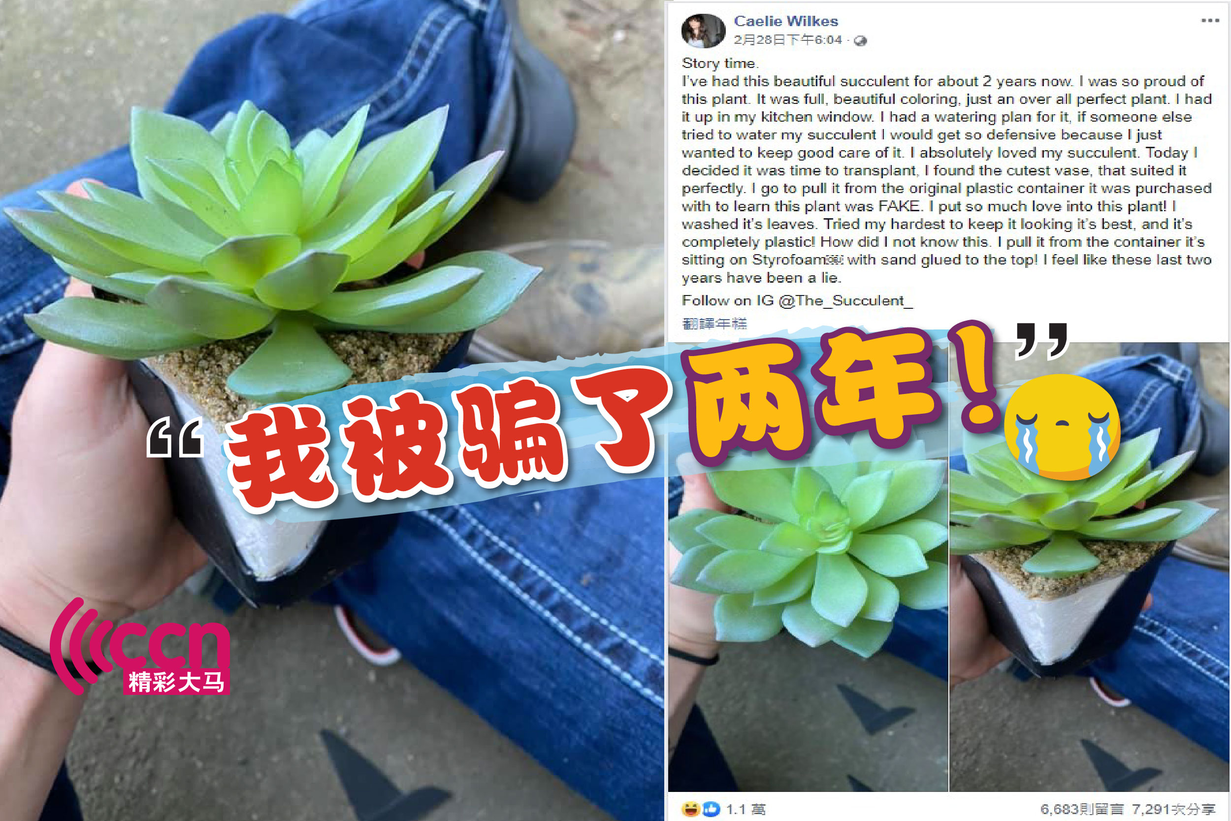 被欺骗感情两年 女子与假盆栽 恩怨文 爆红 商阅 精彩大马