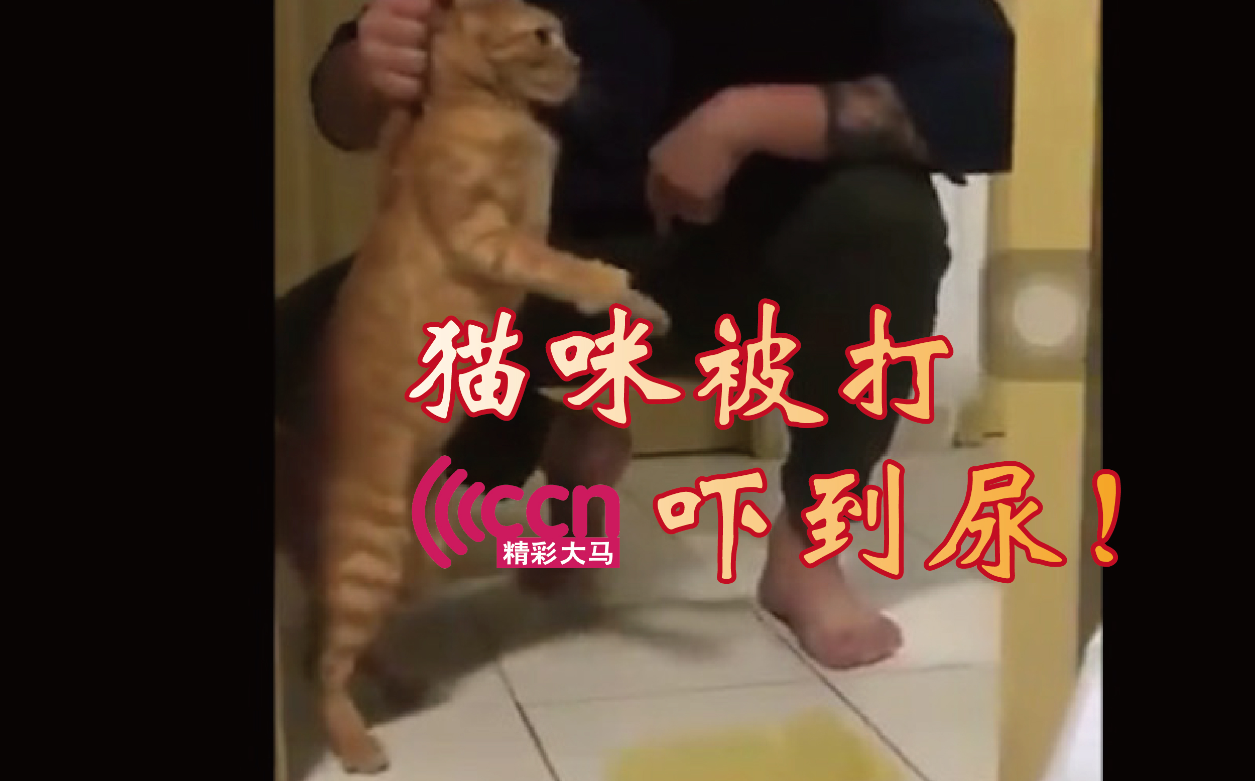 男子虐猫视频流传新加坡防止虐待动物协会介入调查 商阅 精彩大马