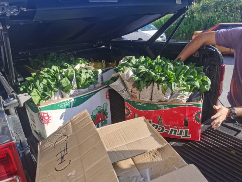 Tonnes of freshly-harvested vegetables were being discarded by growers at Cameron Highlands as they could not be transported to other locations due to the MCO. u00e2u20acu201d Picture courtesy of Jason Kong