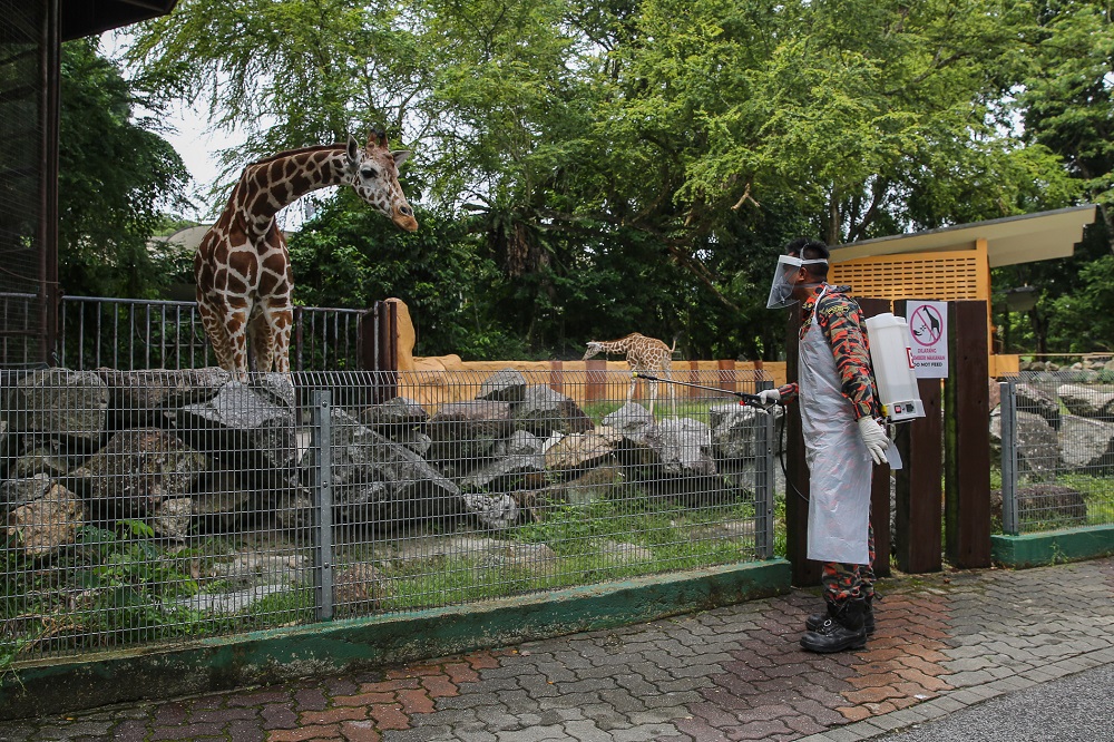 A firefighter sprays disinfectant outside the giraffe enclosure at Zoo Negara during the movement control order in Kuala Lumpur April 17, 2020. u00e2u20acu201d Picture by Yusof Mat Isa