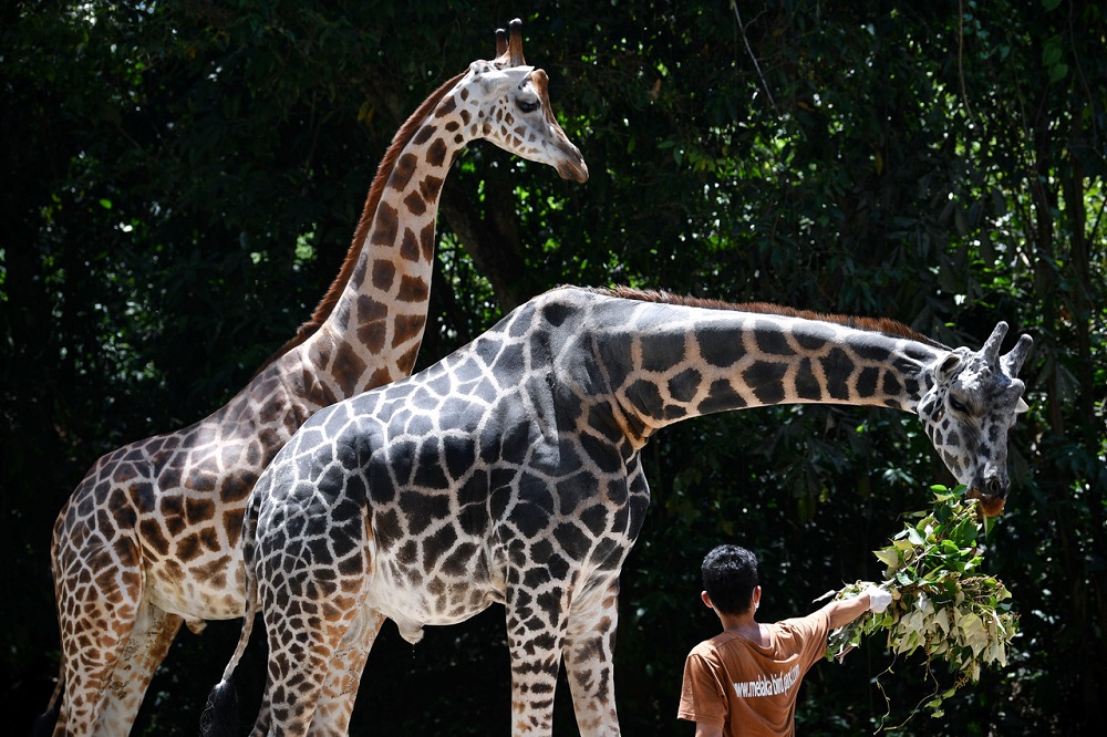 在2020年4月11日，一名动物园饲养员正在喂养长颈鹿。-马新社-