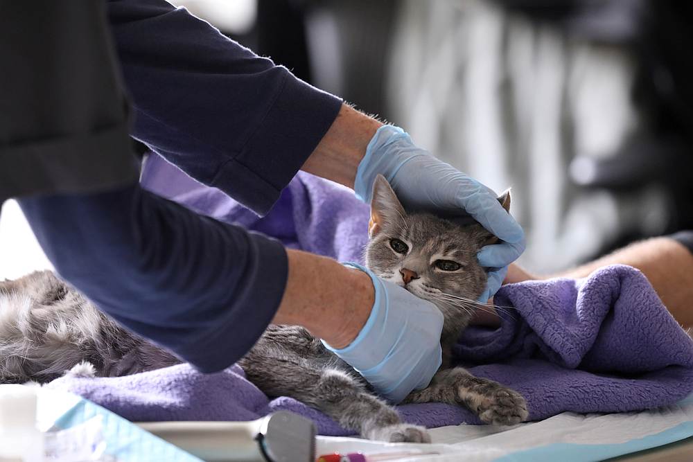 Home veterinarian Wendy Jane McCulloch examines 8-year-old cat Ivy at the closed Botanica Inc office in Manhattan, New York March 31, 2020. u00e2u20acu201d Reuters pic