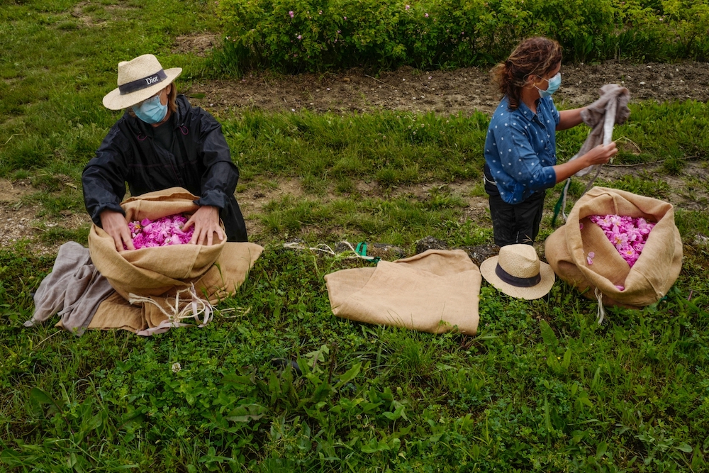 Workers gather with full bags during the picking of u00e2u20acu02dcCentifoliau00e2u20acu2122 roses for perfumery Christian Dior, at Domaine de Manon in Grasse, southern France, on May 14, 2020. u00e2u20acu201d AFP pic