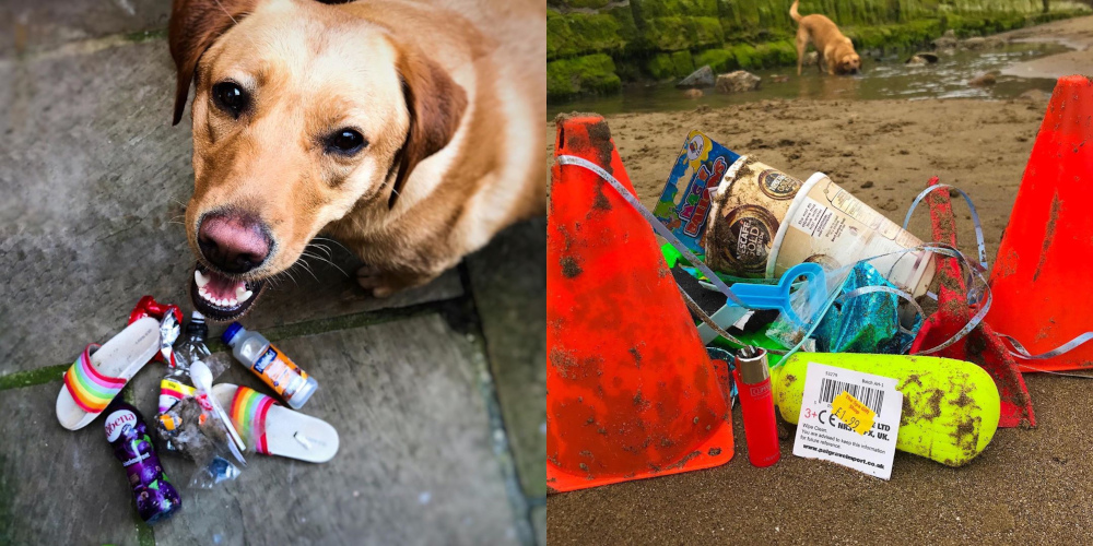 Molly and her owner regularly go on walks to clear their local beaches of litter. u00e2u20acu201d Picture from Instagram/beachdogsukn