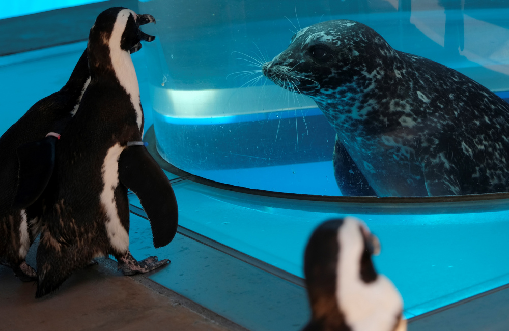 Cape penguins walk past a seal in an aquarium at Hakkeijima Sea Paradise, which is closed amid the Covid-19, in Yokohama May 8, 2020. u00e2u20acu201d AFP pic 