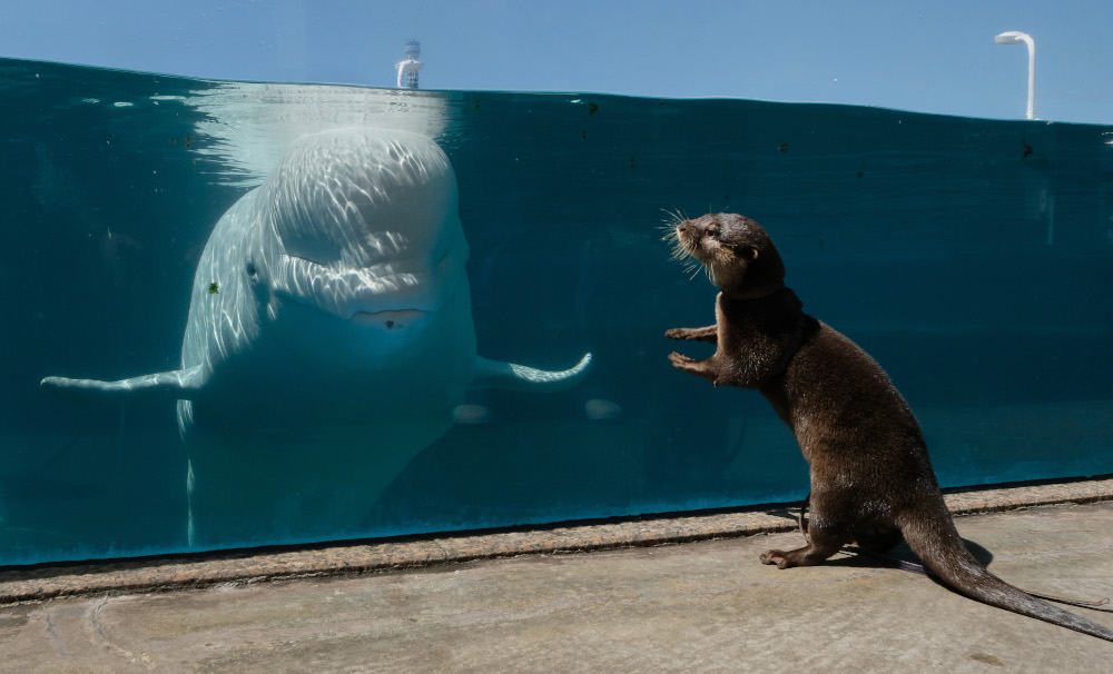 水族馆公开水獭和白鲸相互交流画面，希望民众能通过视频治愈并释放压力。-法新社图-