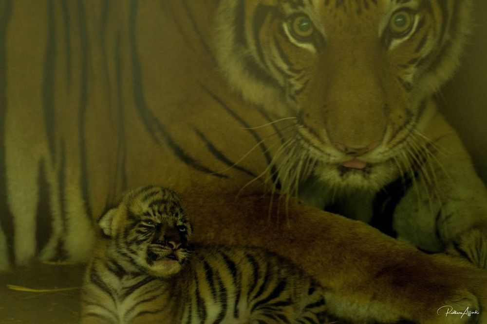 目前母虎及3只幼崽的情况良好。-图片摘自Zoo Taiping & Night Safari脸书专页-