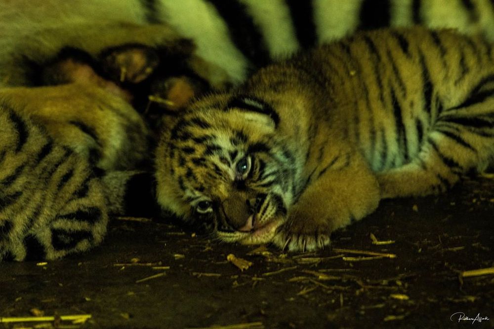 Taiping Zoo and Night Safari (TZNS) now has eight tigers including the three newborns. u00e2u20acu201dPhoto via Facebook/ TZNS