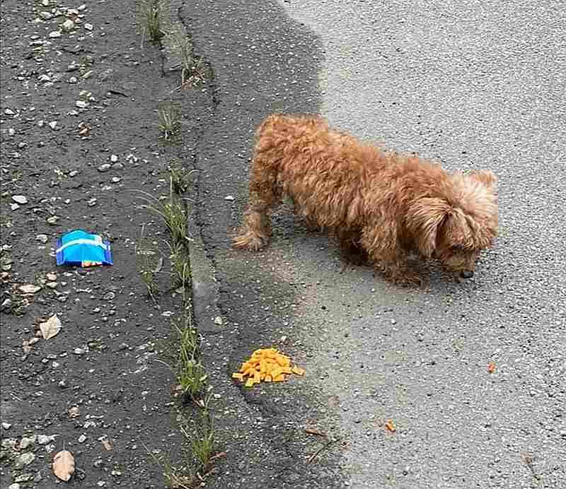 在怡保路边发现遭遗弃的贵宾狗，宋伟钊指出这只狗在送到兽医诊所抢救无效死亡。 -宋伟钊提供-