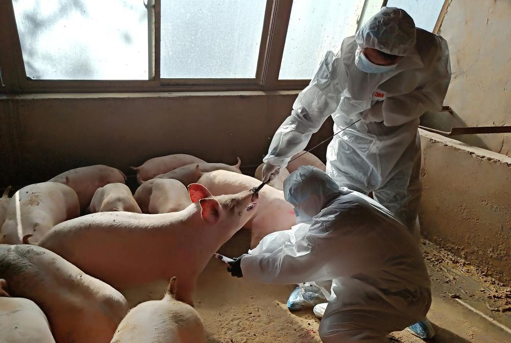 Local animal husbandry workers inject a pig to collect blood sample at a pig farm in Zhangye, Gansu province, China October 28, 2019. u00e2u20acu201d Reuters pic