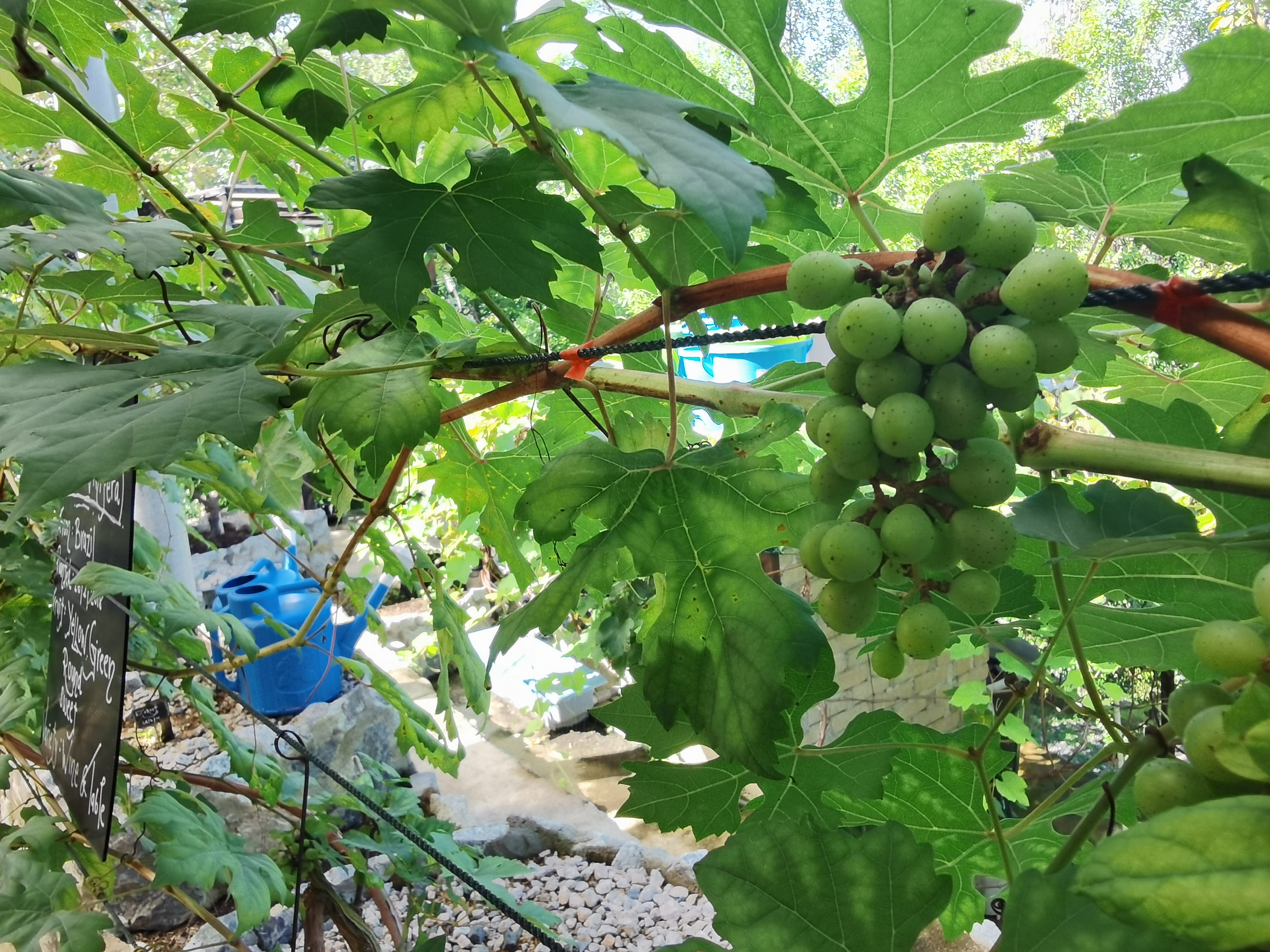 Pinehill种植的葡萄会制成果酱及果汁等产品。-庄礼文摄-