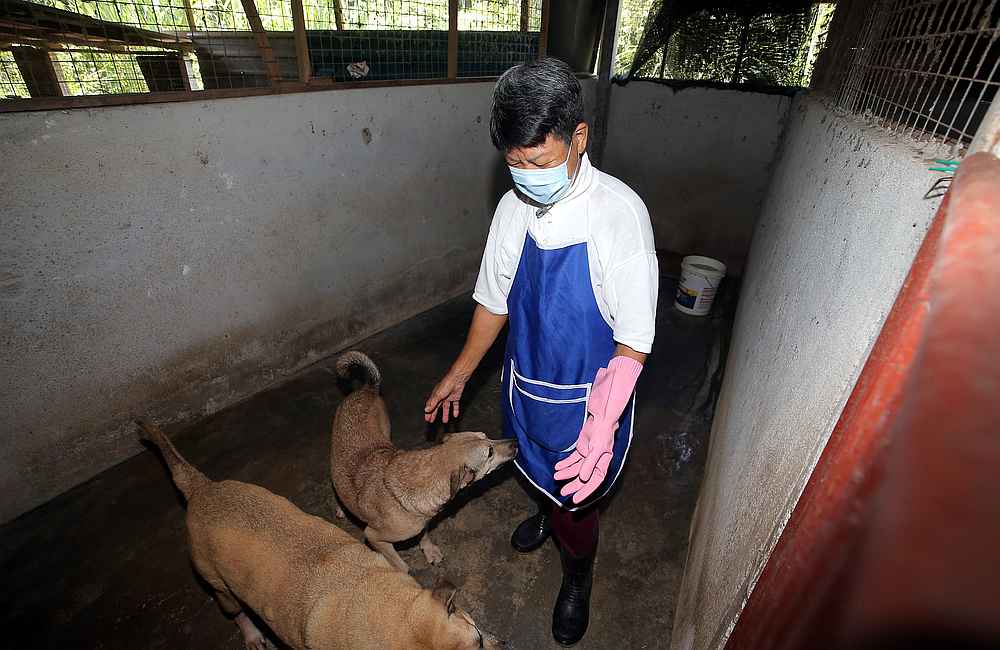 With age catching up, animal rescuer Tan Juat Jong is reaching out to good Samaritans to help adopt dogs at her shelter. u00e2u20acu201d Picture by Farhan Najib