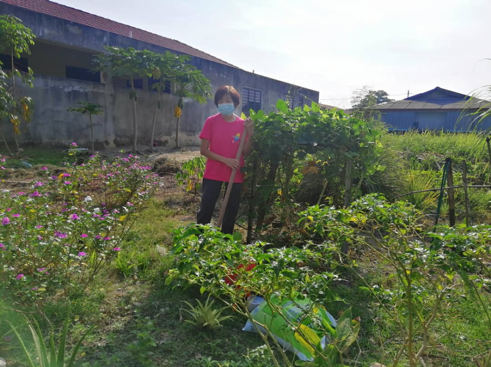 The Perak state government lauded housewife SH Chinu00e2u20acu2122s effort to turn an empty plot of land in front her house into a vegetable farm and now encourages others to follow Chinu00e2u20acu2122s footsteps. u00e2u20acu201d Picture by Sylvia Looi