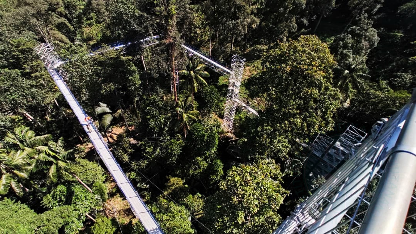 森林空中步道全长250公尺！-图摘自大马森林研究所脸书专页-