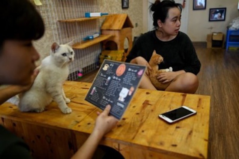Visitors play with rescued cats at Ngao's Home, a one of its kind cafe and cat rescue place in Hanoi on August 7, 2020, ahead of the International Cat Day. u00e2u20acu201d AFP-Relaxnews picnn