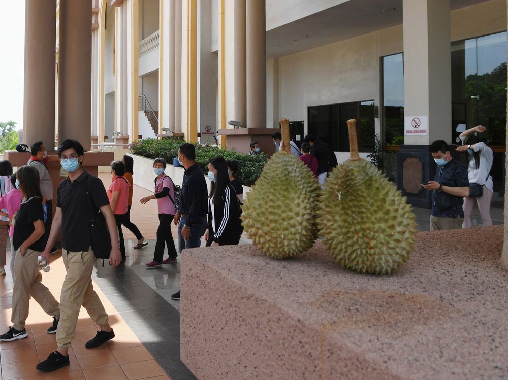 Musang King durian farmers in Raub left the Kuantan Court Complex after the High Court set Oct 28 to hear the application of 111 farmers to obtain judicial review on the Pahang state governmentu00e2u20acu2122s instructions and decision to vacate their farms. u00e2u20acu201d Bern