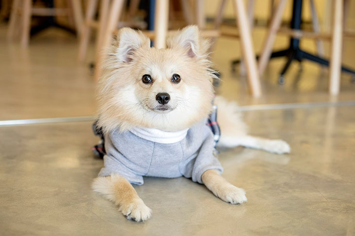 最喧闹和最好动的是小Ollie，它是由西伯利亚爱斯基摩犬和波美拉尼亚犬的血统混杂而成的博士奇（Pomsky）。-CK Lim摄-
