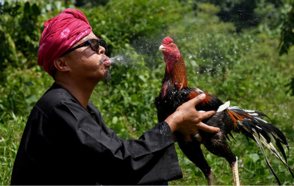 哈夫尼占往鸡只身上“喷水”。-马新社-