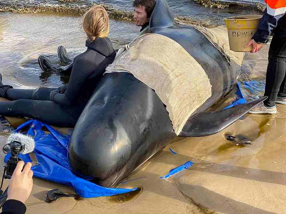 Whale rescue efforts take place at Macquarie Harbour in Tasmania, Australia September 22,2020. u00e2u20acu201d Bilal Rashid/social media pic via Reuters