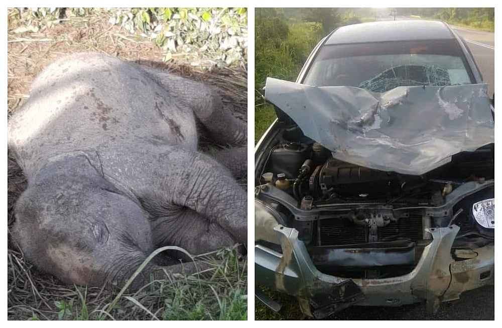 The dead baby elephant by the side of the road was spotted by many passersby along Jalan Mawai in Johor. u00e2u20acu201d Pictures via Facebook/OrangKota-Tinggi