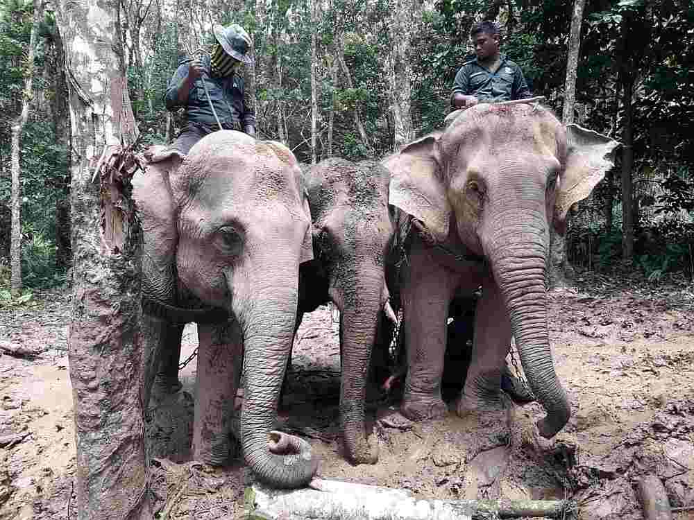 Abot（左）和Rambai帮助保育中心人员护送着一只野象迁徙。 -Perhilitan提供-