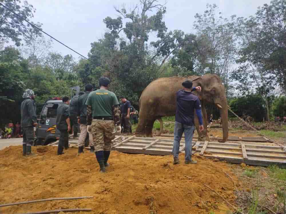 A rescued elephant getting ready to be translocated to safer area. u00e2u20acu201d Picture courtesy of Perhilitan