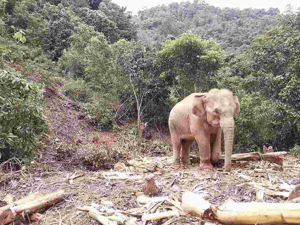 很多大象的栖息地因为人类的发展而遭到破坏，他们逼不得已只好闯入人类的生活范围引起混乱。-Perhilitan提供-