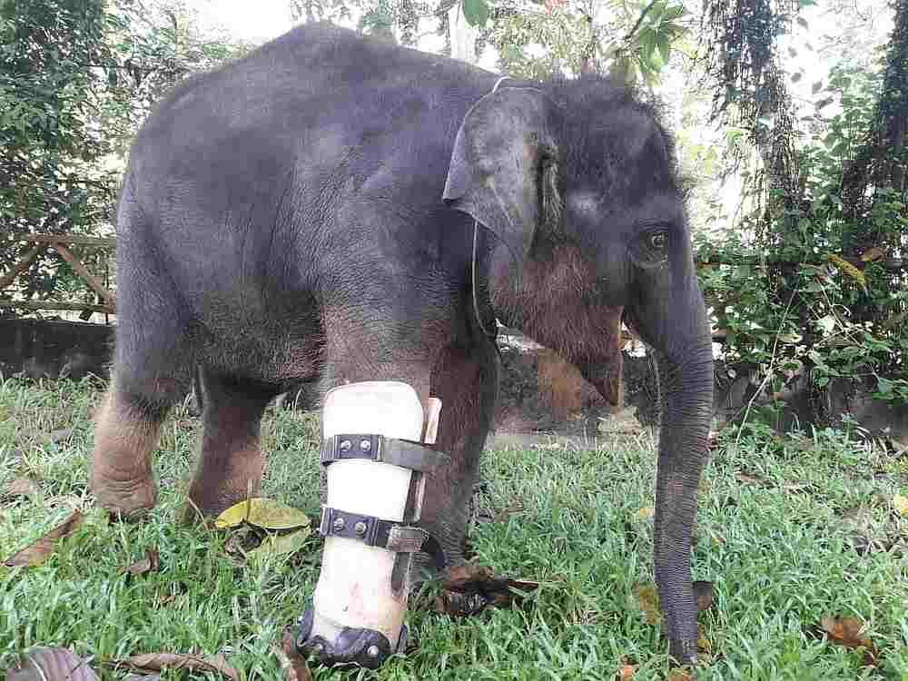 一只脚受伤的小象，在获得拯救后在保育中心接受治疗。-Perhilitan提供-